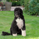 Image for article titled The Onion Looks Back At The Life And Legacy Of First Dog Bo Obama